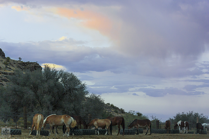 In the main corrall horses eat at sunset after Horseback Riding in Las Vegas at Cowboy Trail Rides in Red Rock Canyon